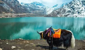 Vast ecosphere of Sikkim