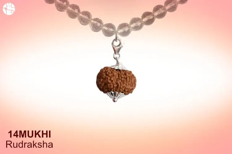 Significance and benefits of 14 Mukhi Rudraksha