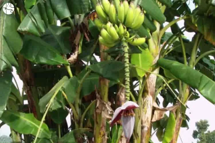 What is the significance and benefits of the banana tree in Hinduism and Astrology?