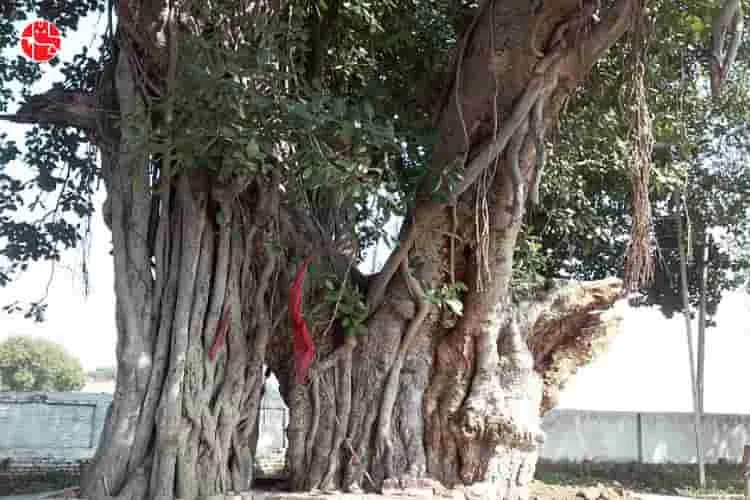 Insights of the Bargad tree and its beneficial importance