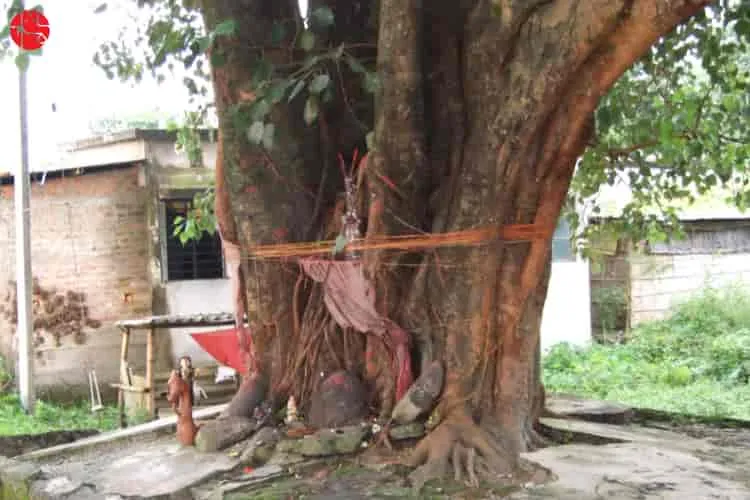 Importance of Peepal Tree: The Tree of Life