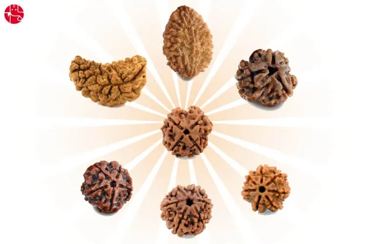 Rudraksha – A Powerhouse Of Cosmic Energy