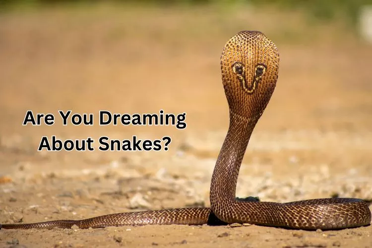 Are You Dreaming About Snakes - Why Do We Have Them?