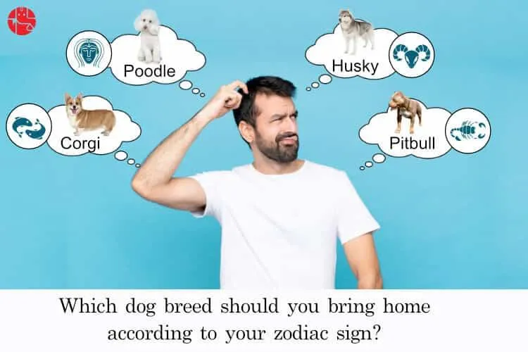 Which dog breed you should go for based on your zodiac sign
