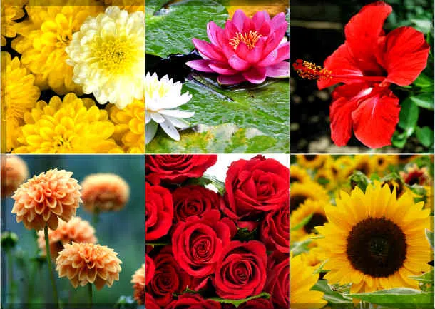 Navaratri: फूल चढ़ाईये, देवी का आशीर्वाद पाईये!