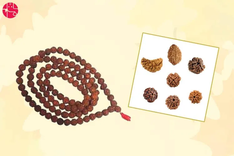 Know About The Rudraksha Benefits of All Mukhis