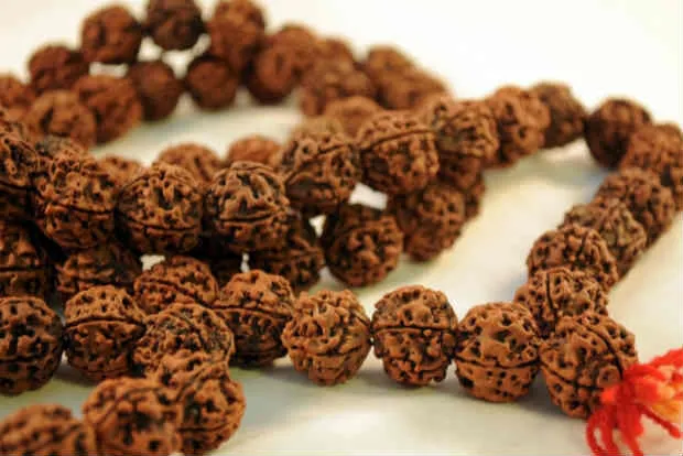 Know 11 Amazing Aspects Of Rudraksha