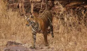 Wildlife safari in Ranthambore National Park: