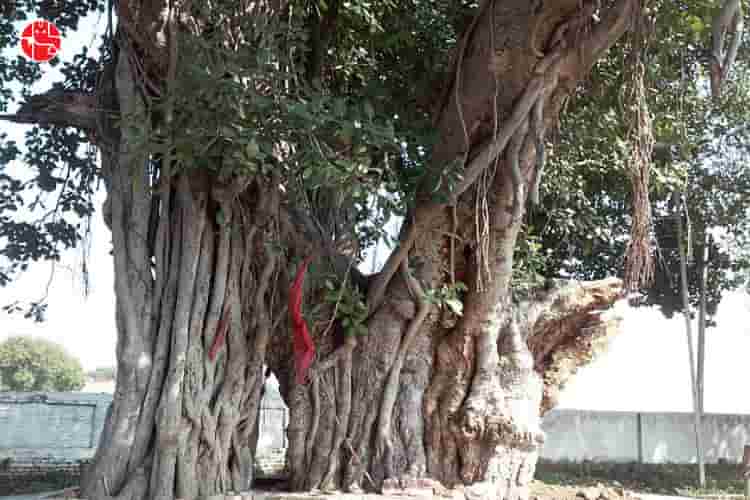 Insights of the Bargad tree and its beneficial importance - GaneshaSpeaks