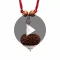 11 Mukhi Rudraksha Indonesian Bead