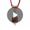 2 Mukhi Rudraksha Indian Bead