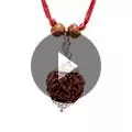 6 Mukhi Rudraksha Nepali Bead