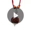 7 Mukhi Rudraksha Nepali Bead