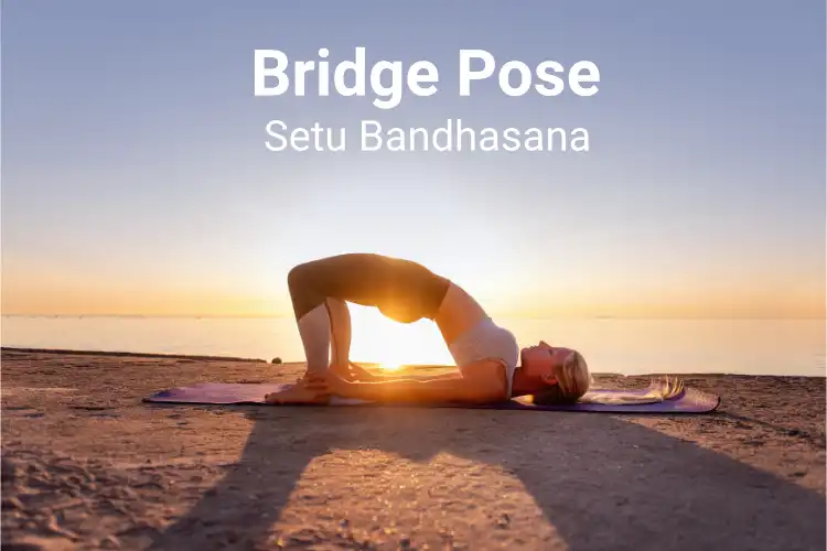 Bridge pose setu bandha sarvangasana Royalty Free Vector